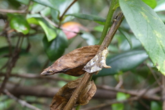 Triptiloides laeta