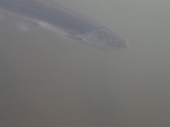 Thaleichthys pacificus