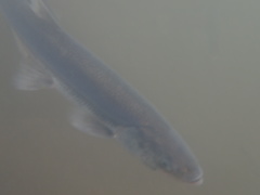 Thaleichthys pacificus