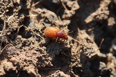 Otiorhynchus indefinitus