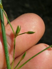 Juncus dichotomus