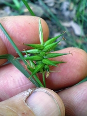 Carex lonchocarpa