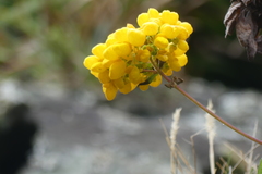 Calceolaria integrifolia