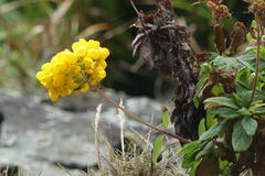 Calceolaria integrifolia
