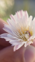 Malacothrix saxatilis tenuifolia