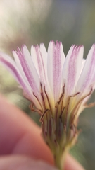 Malacothrix saxatilis tenuifolia