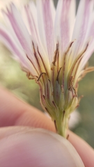 Malacothrix saxatilis tenuifolia