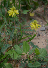 Neptunia gracilis
