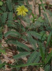 Neptunia gracilis