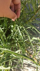 Malacothrix saxatilis tenuifolia