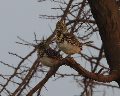 Trachyphonus darnaudii usambiro