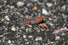Cambarus dubius