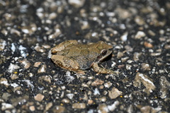 Pseudacris brachyphona