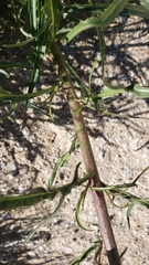 Malacothrix saxatilis tenuifolia