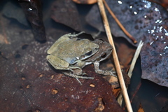 Pseudacris brachyphona