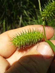 Carex lurida