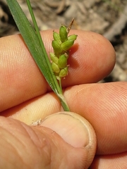 Carex corrugata