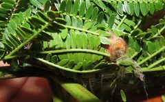 Leipoxais peraffinis