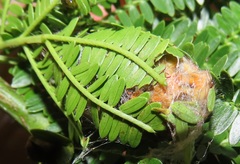 Leipoxais peraffinis