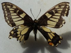 Papilio machaon aliaska