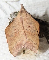 Leipoxais peraffinis