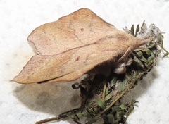 Leipoxais peraffinis