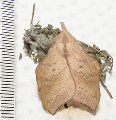 Leipoxais peraffinis