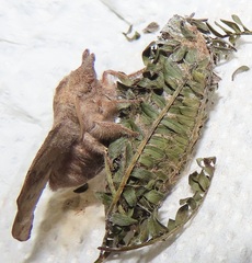 Leipoxais peraffinis