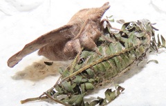 Leipoxais peraffinis