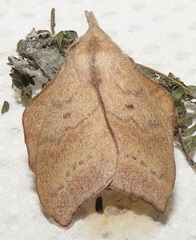 Leipoxais peraffinis