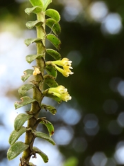 Fernandezia