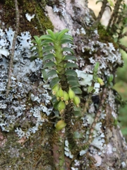 Fernandezia