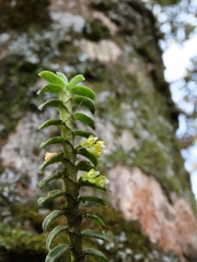 Fernandezia
