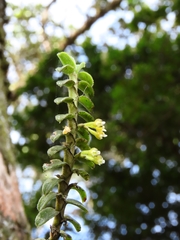 Fernandezia