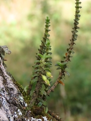 Fernandezia