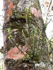 Fernandezia