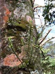 Fernandezia
