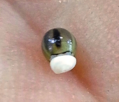 Scleria oligantha