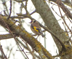 Carduelis carduelis