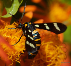 Syntomeida melanthus
