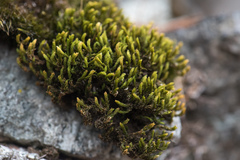 Racomitrium aquaticum