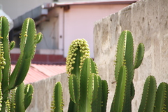 Euphorbia