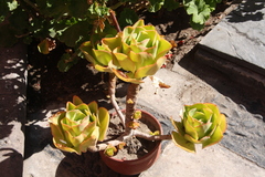 Echeveria