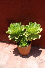 Echeveria