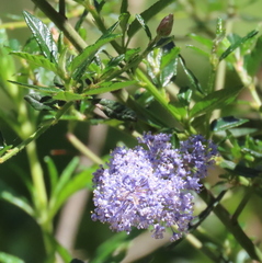 Ceanothus parryi