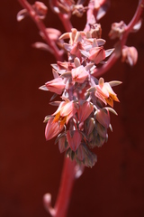 Echeveria
