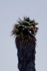 Washingtonia