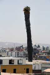 Washingtonia