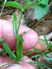 Galium uniflorum