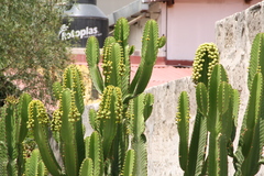 Euphorbia